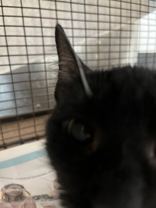picture of the cat needing adoption