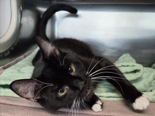 BLOSSOM, Adult Domestic Short Hair (medium coat), cat for adoption in San Buenaventura (Ventura), California