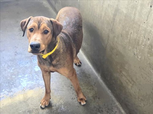 ZORRO, an adoptable Chinese Shar-Pei in Van Nuys, CA