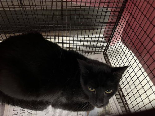 picture of the cat needing adoption