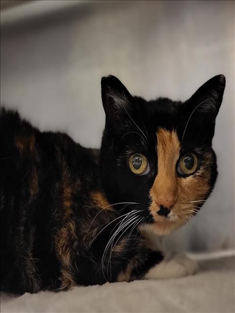 CANDY, Senior Domestic Short Hair (medium coat), cat for adoption in La Puente, California