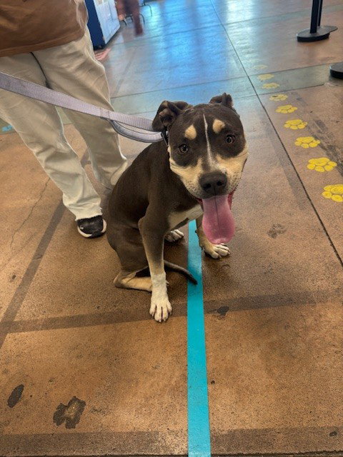 FORREST, an adoptable Pit Bull Terrier in Van Nuys, CA