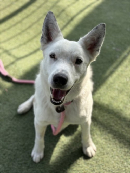 OCHITO, an adoptable German Shepherd Dog in Van Nuys, CA