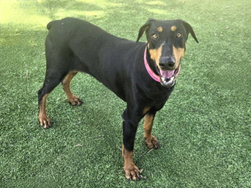 CHISCA, an adoptable Doberman Pinscher in Van Nuys, CA