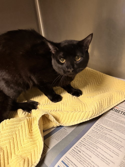 picture of the cat needing adoption