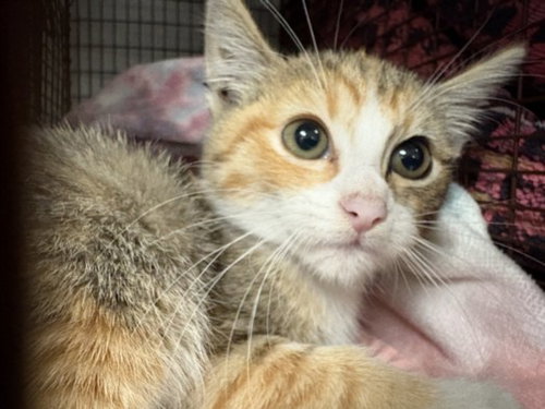 LILY, an adoptable Domestic Short Hair in Van Nuys, CA