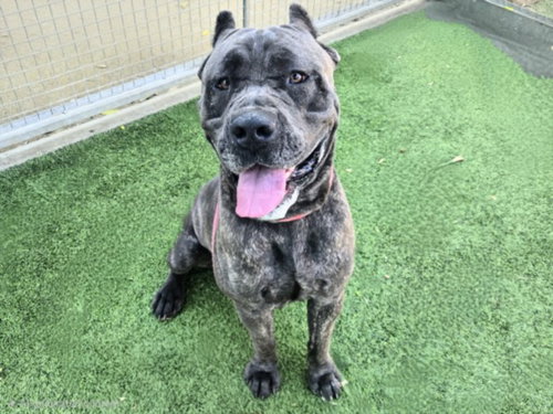 EAZY, an adoptable Cane Corso Mastiff in Van Nuys, CA