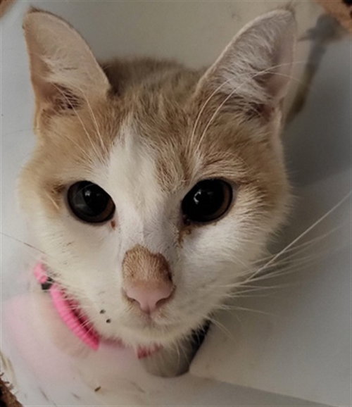 FRUITCAKE, an adoptable Domestic Short Hair in Van Nuys, CA