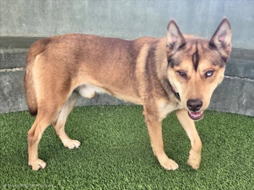 SIMON, an adoptable Siberian Husky in Van Nuys, CA