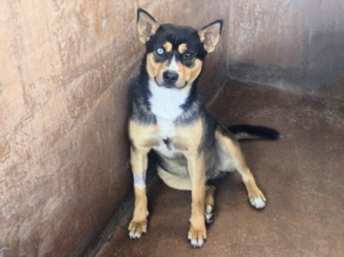 GARFUNKEL, an adoptable German Shepherd Dog in Van Nuys, CA
