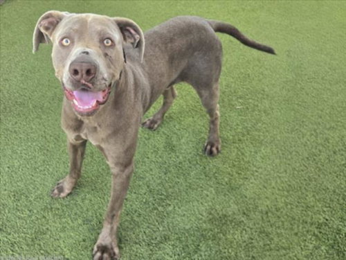JOHNNY, an adoptable Weimaraner in Van Nuys, CA