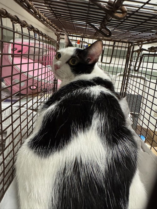 VACA, an adoptable Domestic Short Hair in Van Nuys, CA