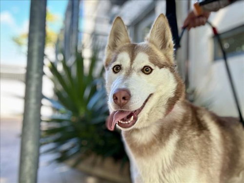 MORTADELA - Siberian Husky available for adoption