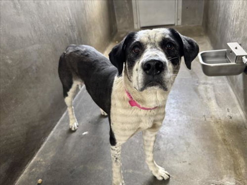 PARIS, an adoptable Catahoula Leopard Dog in Van Nuys, CA