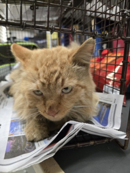 TIGGER, an adoptable Domestic Long Hair in Van Nuys, CA