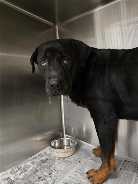 picture of the dog needing adoption