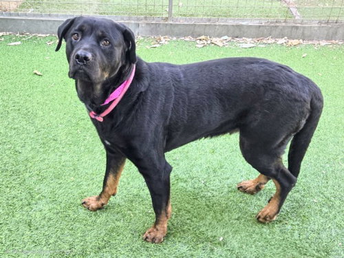 picture of the dog needing adoption