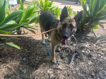LOLA, an adoptable German Shepherd Dog in Van Nuys, CA