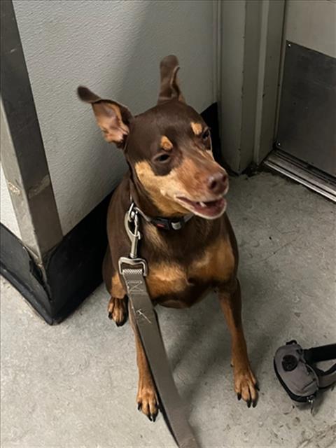 ZEEK, an adoptable Miniature Pinscher in Van Nuys, CA