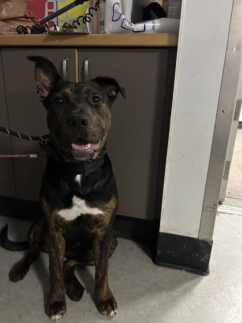 picture of the dog needing adoption