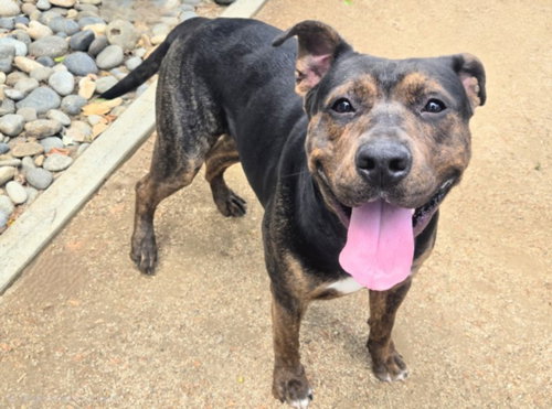 picture of the dog needing adoption