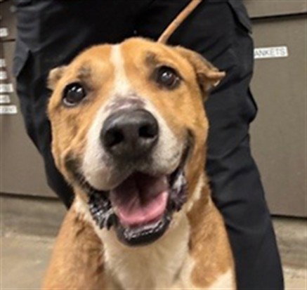 HUSTLE, an adoptable Staffordshire Bull Terrier in Van Nuys, CA