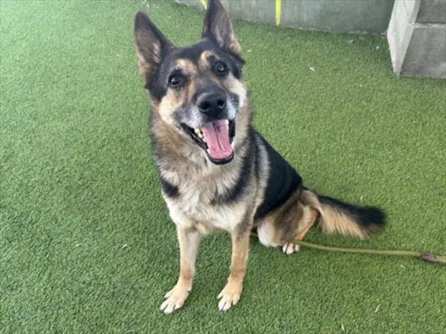 Sultan - German Shepherd Dog