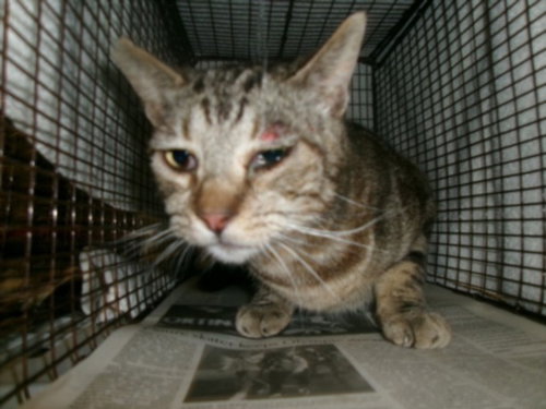 JULY, an adoptable Domestic Medium Hair in Van Nuys, CA