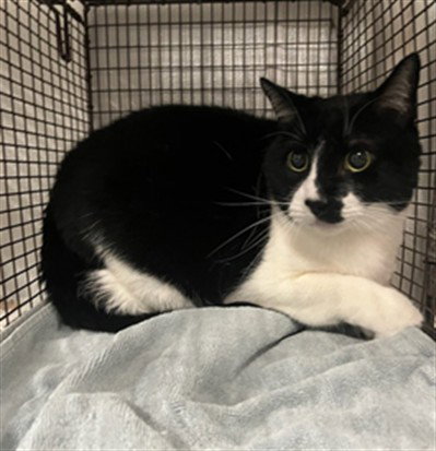 RICHARD, an adoptable Domestic Short Hair in Van Nuys, CA