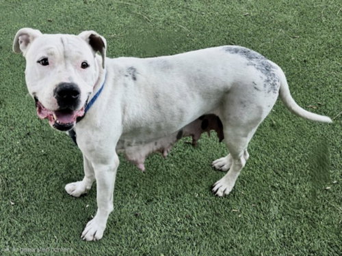 DORY, an adoptable Pit Bull Terrier in Van Nuys, CA