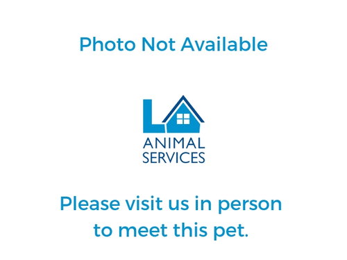 SNIFFY, an adoptable Domestic Short Hair in Van Nuys, CA