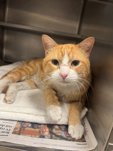 SNIFFY, Adult Domestic Short Hair (medium coat), cat for adoption in San Buenaventura (Ventura), California