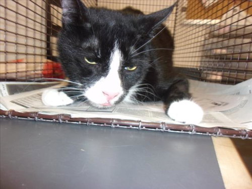 LUZ, Senior Domestic Medium Hair (medium coat), cat for adoption in La Puente, California
