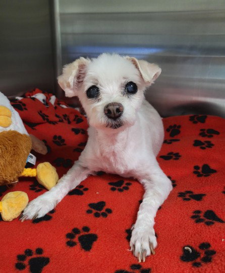 STELLA, an adoptable Poodle in Van Nuys, CA