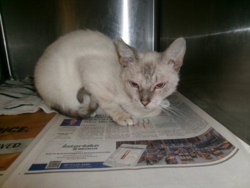 SPRING, Young Domestic Short Hair (medium coat), cat for adoption in La Puente, California