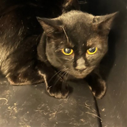picture of the cat needing adoption