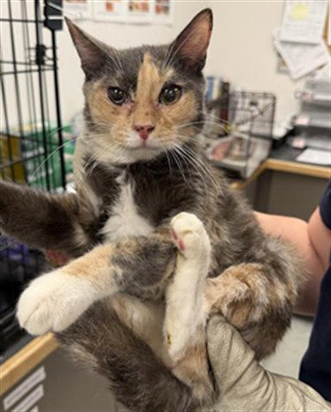 LI'L MOMMA, Adult Domestic Short Hair (medium coat), cat for adoption in La Puente, California