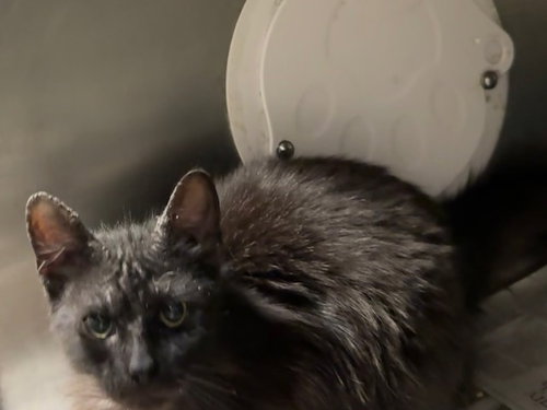 SUNNY SIDE UP, Baby Domestic Short Hair (medium coat), cat for adoption in La Puente, California