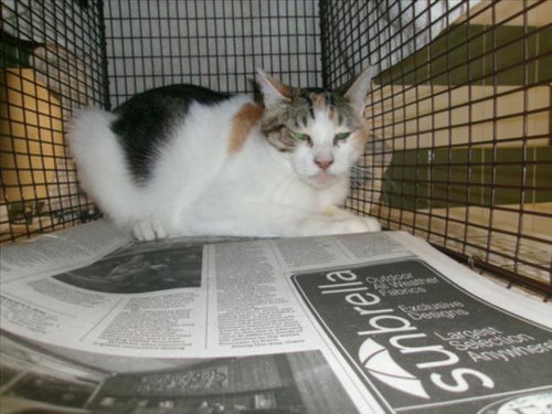 picture of the cat needing adoption