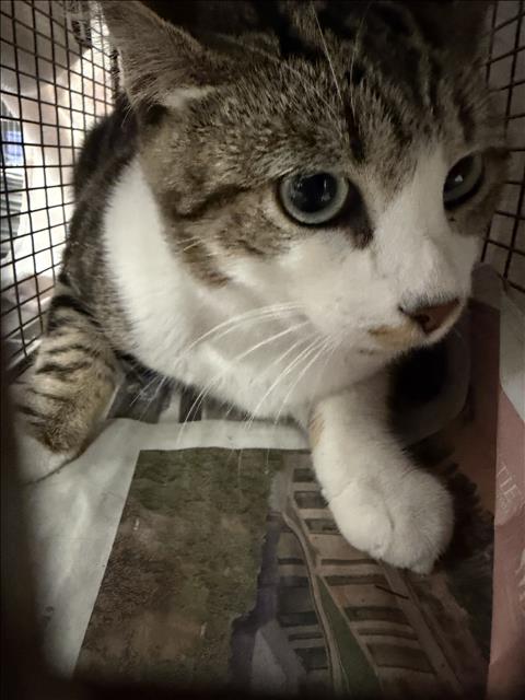 picture of the cat needing adoption