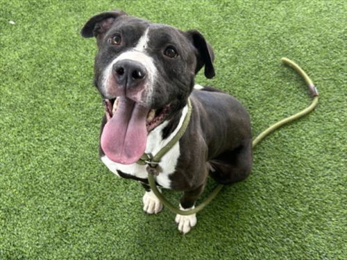 BELLA, an adoptable Staffordshire Bull Terrier in Van Nuys, CA