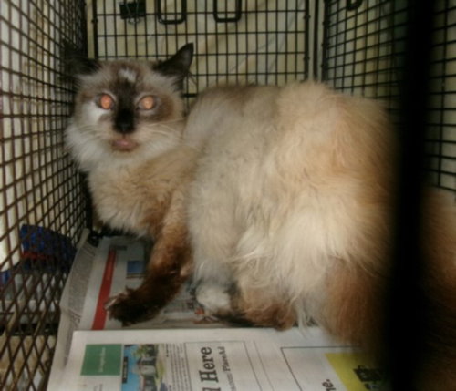 picture of the cat needing adoption