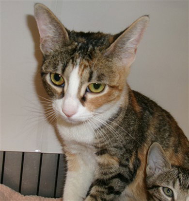 picture of the cat needing adoption