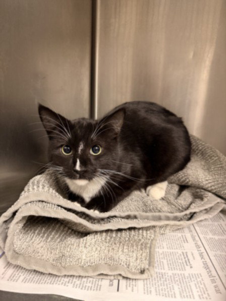 picture of the cat needing adoption