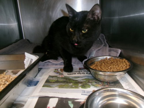 picture of the cat needing adoption