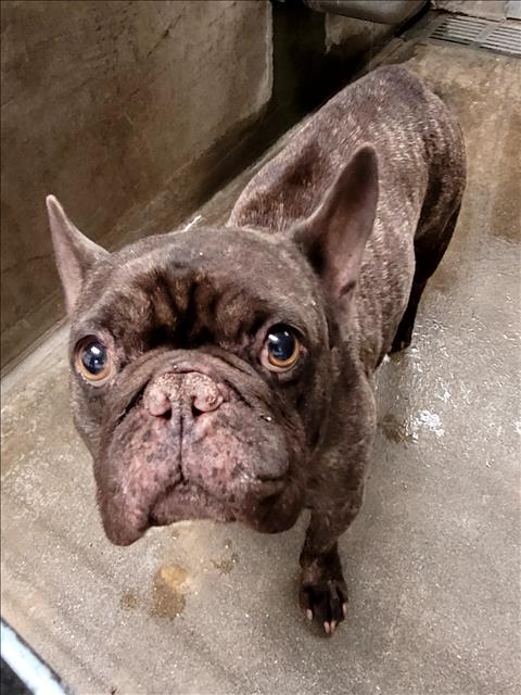 JACQUES, an adoptable French Bulldog in Van Nuys, CA