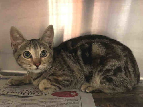 JADE, Senior Domestic Short Hair (medium coat), cat for adoption in La Puente, California