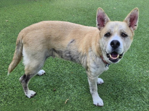LUKE, an adoptable Akita in Van Nuys, CA