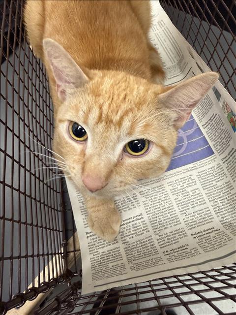 MASDIVAL, Adult Domestic Short Hair (medium coat), cat for adoption in La Puente, California