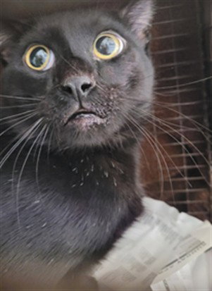 MINNIE MAMA, Young Domestic Short Hair (medium coat), cat for adoption in La Puente, California